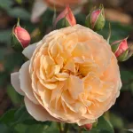 Eveline Wild™ edible rose