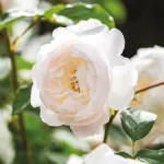 Desdemona® English rose