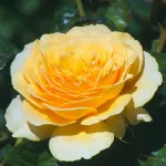 Amber Queen® floribunda rose