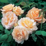 Apricot Nectar™ floribunda rose