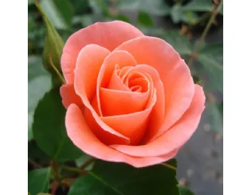Fredensborg Castle™ floribunda rose