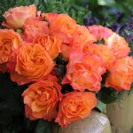 Message® floribunda rose