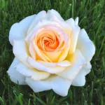 Anastasia® hybrid tea rose