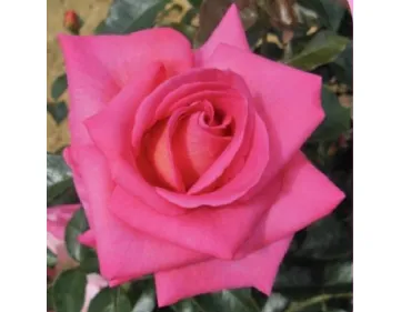 Parfum Royal® hybrid tea rose