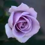 Sterling Silver® hybrid tea rose