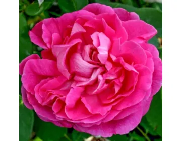 Mme Ernest Piard old rose