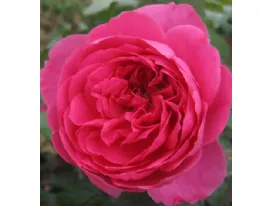 Bernadette Lafont® romantic rose