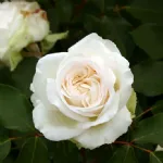 Claus Dalby™ romantic rose