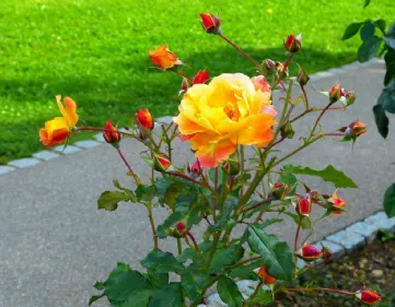 Use guano as a rose fertilizer
