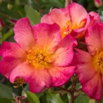 Kampay® shrub rose
