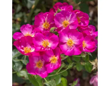 Pretty Princess® shrub rose
