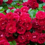 Red Fairy shrub rose