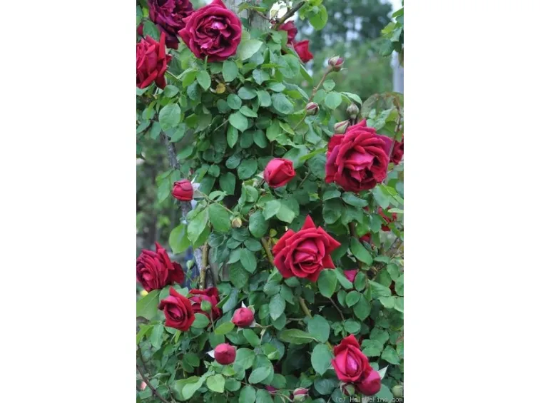 Crimson Glory