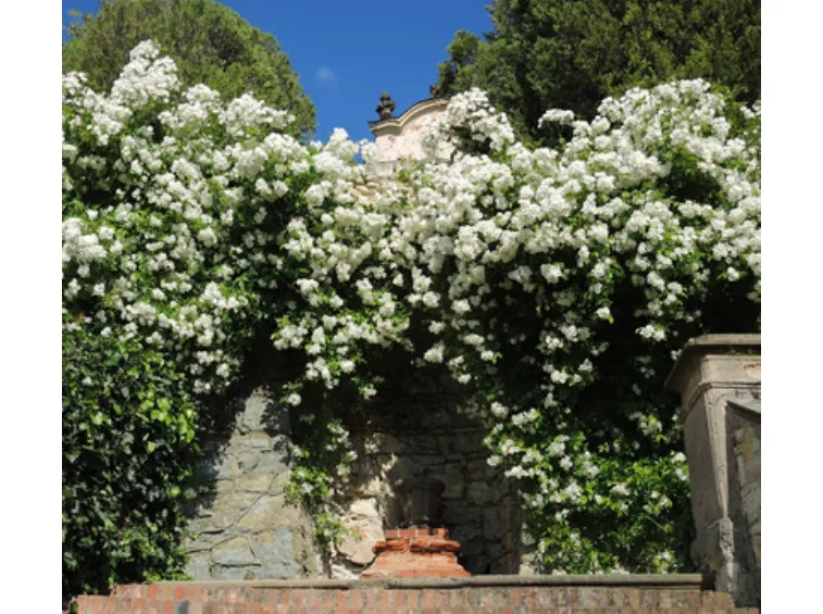 Uetersener Klosterrose