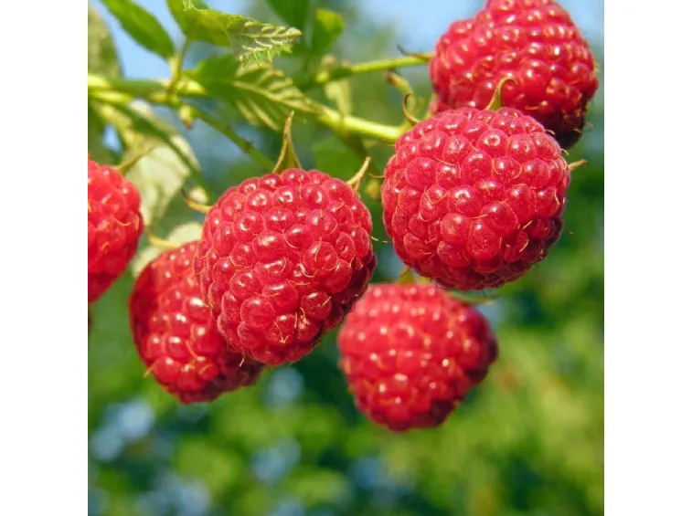 Early raspberry without thorns