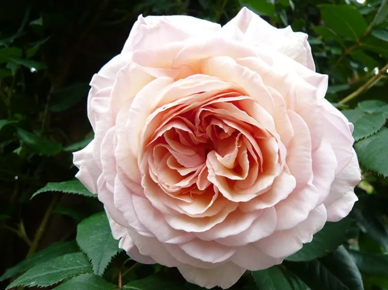 50+ A Shropshire Lad Images