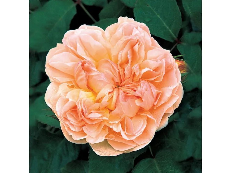 View Evelyn Rose Plant Pictures