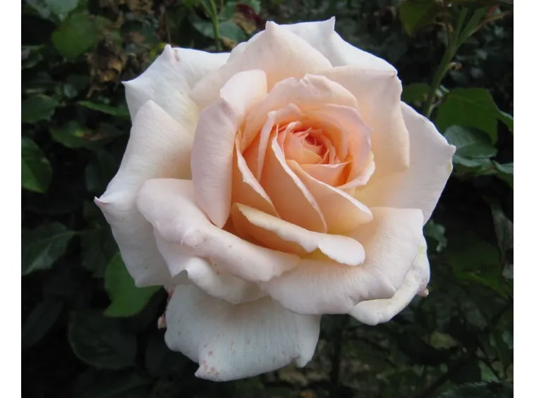 Chandos Beauty Sweet Love