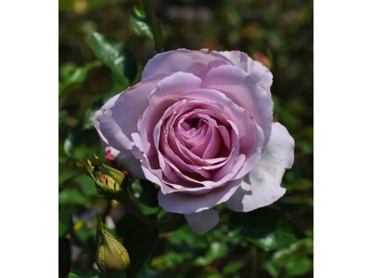 La rose du petit Prince