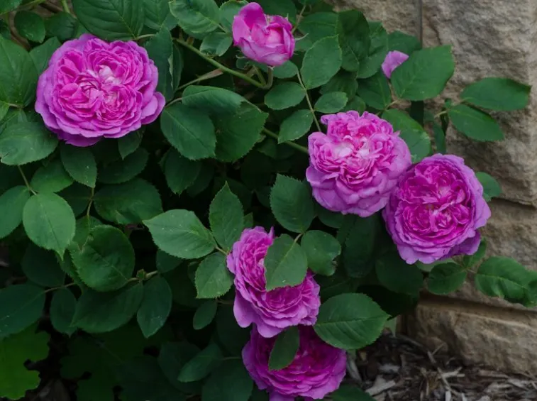 Reine des Violettes