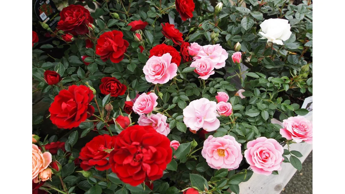 patio rose plants for sale