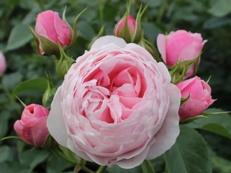 Hans Gönewein Rose