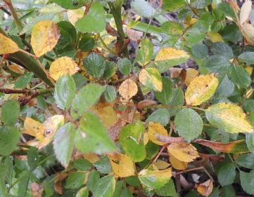 Diseases rose leaves
