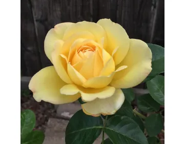 Rose fertilizing