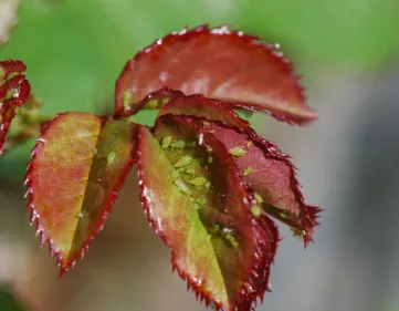 Rose with aphids