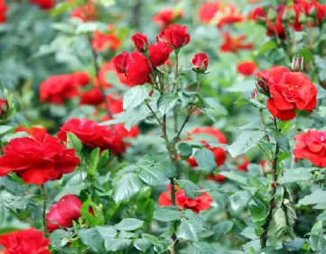 Planting roses by cuttings