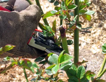 How to prune roses