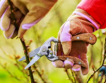 Pruning roses