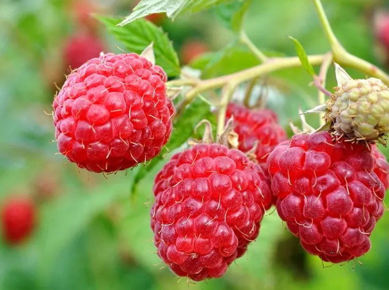 Seasonal Red Raspberry