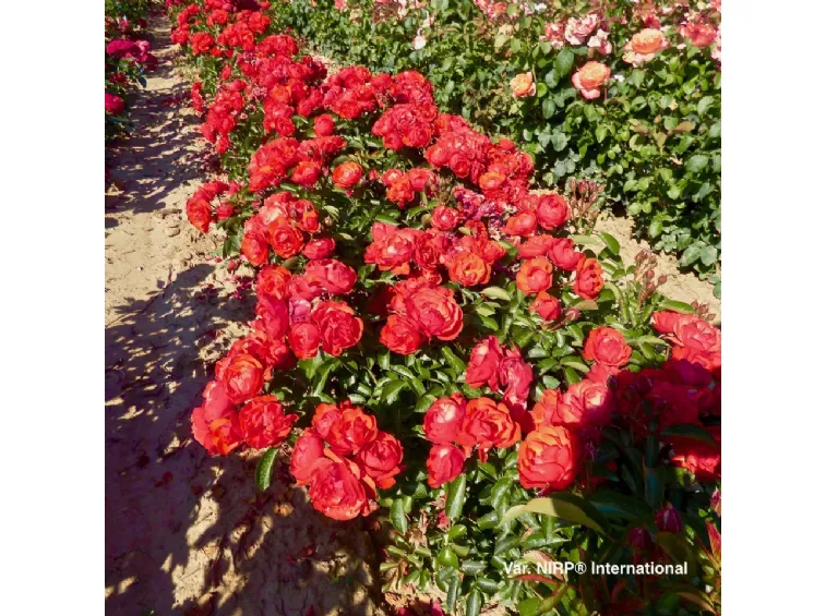 Red Maya ® - ADAtrereso