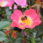 Bienenweide® Bicolor 