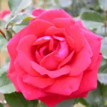 New Dawn Rouge® climbing rose