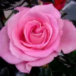 Parfum Royal® Clg - Nirparf 