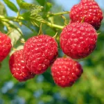 Early raspberry without thorns