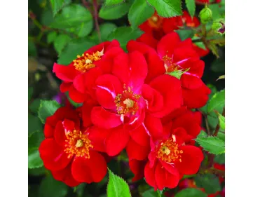 Decoration™ edible rose