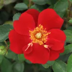 Decoration™ edible rose