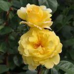 Nadia Zerouali™ edible rose