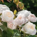 Desdemona® English rose