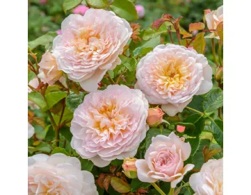 Emily Bronte® English rose