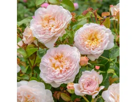 Emily Bronte® English rose