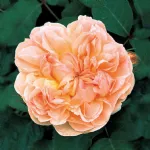 Evelyn® English rose