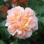 Evelyn® English rose
