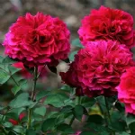 Prospero® English rose