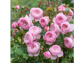 The Mill on the Floss® English rose