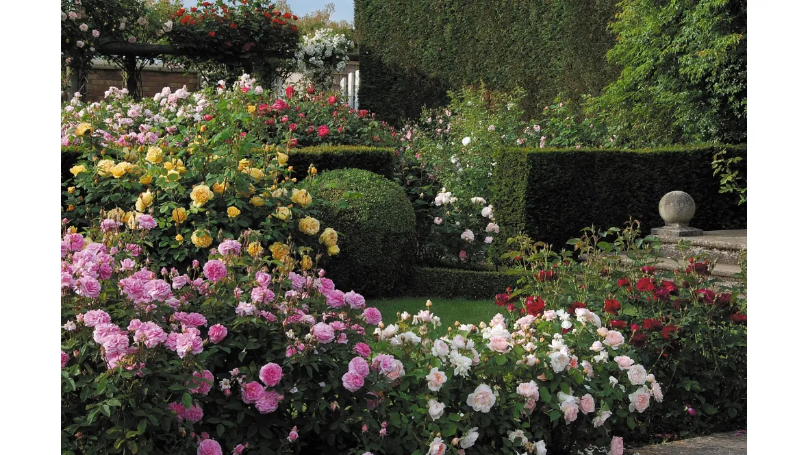 English roses