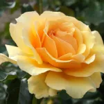 Amber Queen® floribunda rose